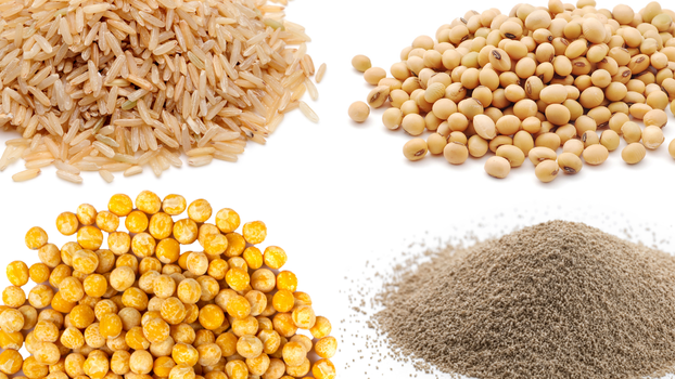 Plant-based pea, rice, and soy peptide powder with 90 percent protein content for food and beverage formulations